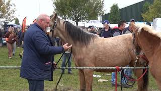 Paardenmarkt Lottum 2022 [upl. by Ahsekar]