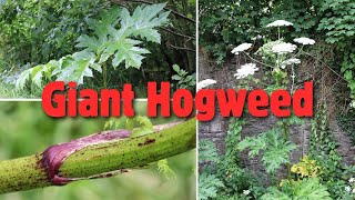 Giant Hogweed Don’t Touch This Toxic Plant ❌☠️ [upl. by Ute]