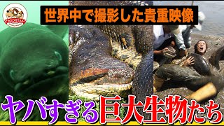 【巨大生物】世界最大級のヘビ、トカゲ、ウナギ、珍獣！大きすぎる動物たちの驚きの生態総集編！名前に“オオ”が付くどうぶつシリーズ【どうぶつ奇想天外／WAKUWAKU】 [upl. by Bevers]