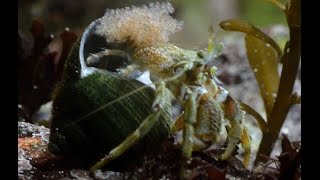 Common Hermit Crab releasing Larvae Irish Native Marine Rockpool Aquarium [upl. by Proud]