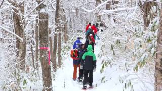 Snowshoe Tour Niseko [upl. by Oirottiv]