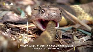 Rescuing Some of the World’s Deadliest Serpents  हिन्दी  Snakes in the City [upl. by Kwabena]