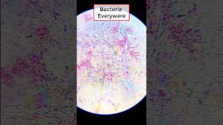 Bacteria under microscope shorts microscope experiment [upl. by Anailuig]