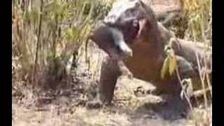 Komodo Dragon Swallows Pig [upl. by Notserk]