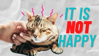 What Does Your Cat Purring REALY MeanYou MUST Know That [upl. by Anomahs953]