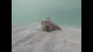 Beautiful hermit in a Queen Conch running from me  in Belize Caye Caulker [upl. by Nevag]