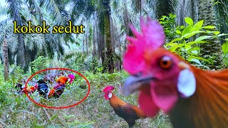 BANTINGAN SAYAP PIKAT MENGUNDANG AYAM HUTAN CEPAT DATANG [upl. by Nilved]