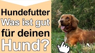 Hundefutter  Was ist gutes hochwertiges Hundefutter und artgerechte Hundenahrung für deinen Hund [upl. by Eirrot13]