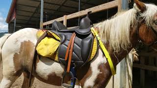 Hilason Synthetic Western Treeless Saddle review part 2 [upl. by Ralaigh]