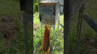 Capturing a Swarm of Japanese Honeybees [upl. by Lanor]