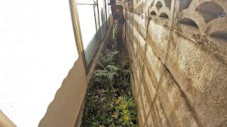 I helped MOWING at the elderly persons TRADITIONAL JAPANESE HOUSE [upl. by Tolley871]