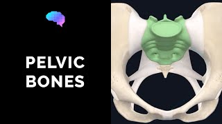 Bones of the Pelvis 3D Anatomy Tutorial  UKMLA  CPSA [upl. by Annwahsal]