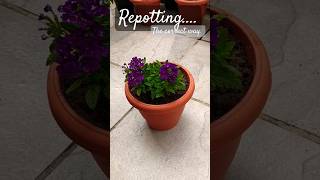 Repotting a plant shortsviral plants youtubeshorts houseplantlover flowers [upl. by Regazzi]