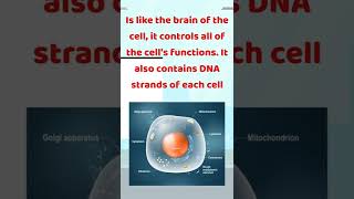 What is the Function of the Nucleus [upl. by Lorant]