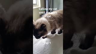 Calling my cat with a witless until she goes viral 1 viralvideo viralshorts viral [upl. by Guinevere]