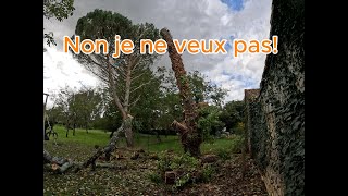 Fin dun cerisier arborist jardin nature arbre toro [upl. by Wright342]