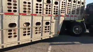 Dont Mess With Livestock Trucker [upl. by Sherline]