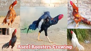 Aseel Roosters Crowing Sound Effects  Compilation  Seval Sound  Murga Sound  Murga ki Aawaz [upl. by Eyde]