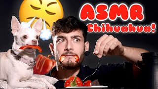 First ASMR of a chihuahua eating veggies  Mad Niki amp Eviatar Ozeri [upl. by Bonn530]