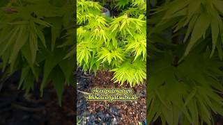 Acer palmatum “Mikawa yatsubusa” … japanesemaple acerpalmatum garden tree plant maple acer [upl. by Eniahpets]