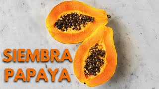 Siembra PAPAYA en tu casa desde ceroconsejos para una germinación segura y una cosecha abundante [upl. by Zanlog753]