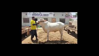 DAJLI NUKRA  BHAIJAAN CATTLE FARM  ❣️ shorts youtubeshorts cow [upl. by Asyal]