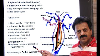 First Year  Chapter 10  Kingdom Animalia  Part 4  Phylum Cnidaria [upl. by Hudnut]