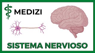 Sistema Nervioso Fácil  Generalidades NEURONA NEUROGLIA SINAPSIS [upl. by Kcirdnekal]