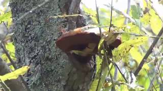 ヤナギキノコあく抜き Pholiota adiposa、 removal of astringent taste [upl. by Gerdy559]