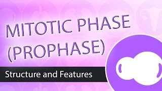 Steps of Mitosis Prophase [upl. by Esirehc]