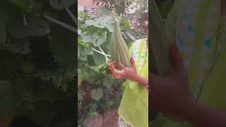 Ridge Gourd harvesting బీరకాయలు😍fresh Vegetables in my home garden😊 [upl. by Yenruoj]