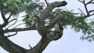 Greyheaded fish eagle Singapore [upl. by Silvano8]