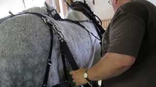 Harness Lesson 3 [upl. by Derwood]