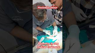 Dog Pyometra treatment is Surgery veterinaryclinic ujjain petdoctor mahakalveterinaryclinic [upl. by Ynots]