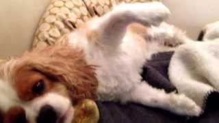 Cavalier king charles spaniel in pain attack syringomyelia [upl. by Marinelli413]