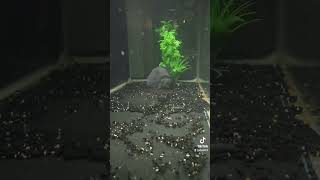 parachromis dovii cichlid fishtank fishtank aquarium [upl. by Aidam]