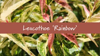 Leucothoe Rainbow at Prides Corner Farms [upl. by Bilski]