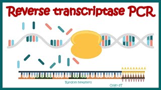 Reverse Transcriptase PCR RT PCR  What are the applications of RT PCR   RT PCR protocol [upl. by Bronk]