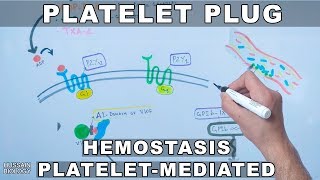 Platelet Plug Formation  Platelet Mediated Hemostasis [upl. by Leroy]