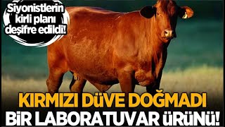 O DÜVE KESİLİRSE NE OLUR SEÇİM SONUÇLARI VE KIRMIZI DÜVE KEHANETİ [upl. by Creamer612]