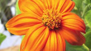 Tithonia rotundifolia  Mexican Sunflower [upl. by Nylaf]