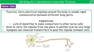 AQA Biology B114  Specialisation in Animal Cells [upl. by Nohshan673]