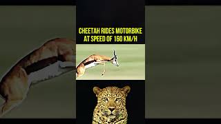 CHEETAH VS GAZELLE [upl. by Amrita]