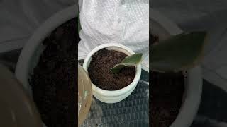 Soil Propagation of Agave Plant shorts agave propagation [upl. by Aehsan838]