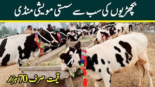 Heifers For Sale In Pakistan  Bachrian  Malumor Mandi Latest Update  Wachian  Pk Janwar Mandi [upl. by Koosis540]