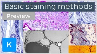 Basic histological staining methods preview  Human Histology  Kenhub [upl. by Netaf]