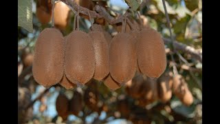 Management of Kiwi fruit orchards at Indias Oldest Commercial Kiwi Orchard Dr YSP UHF Nauni Solan [upl. by Ara]