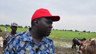 ARCHIVES LIVESTOCK PERMIT DISTRIBUTION IN WARRAP STATE  SOUTH SUDAN [upl. by Sammons419]