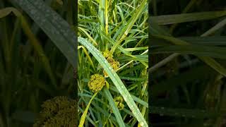 Flowering time of millet relaxingmusic highlights [upl. by Agatha]