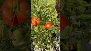 Tomatoes are ripening gardening gardeninspiration tomato homesteading [upl. by Lytle]